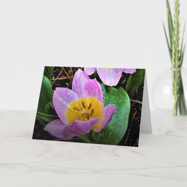 Lilac Wonder Tulip, card (Front)