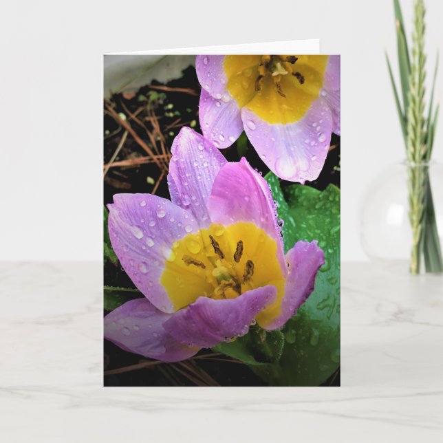 Lilac Wonder Tulip, card (Front)