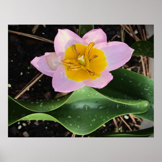 Lilac Wonder Tulip, Poster (Front)