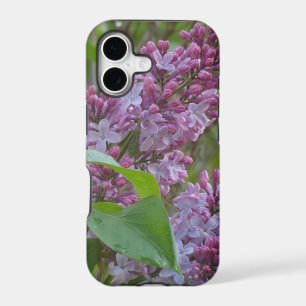 Lilacs