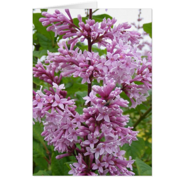 Lilacs Blooming (Front)