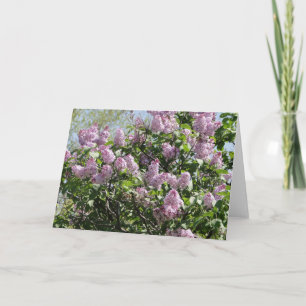 Lilacs Card