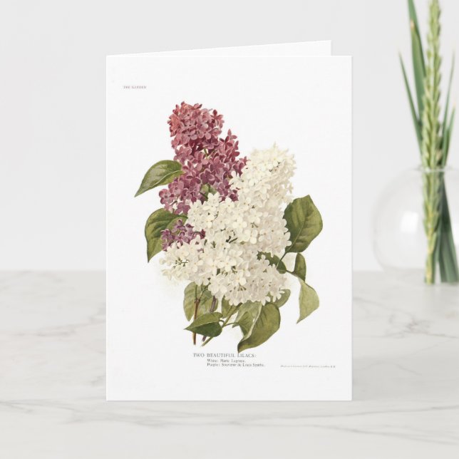 Lilacs Card (Front)