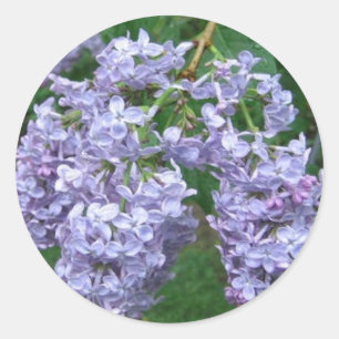 Lilacs for Mother's Day Sticker