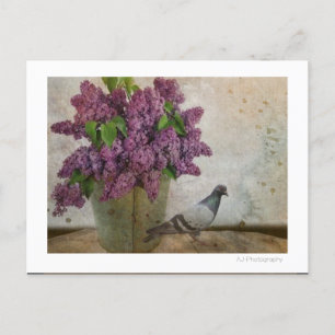 Lilacs in an old Rusty Bucket Postcard