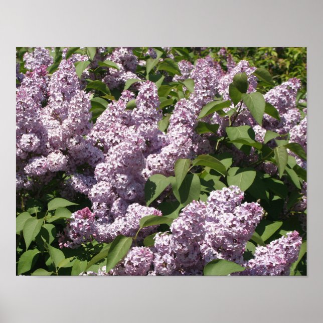 Lilacs in Bloom in East Lansing Poster (Front)