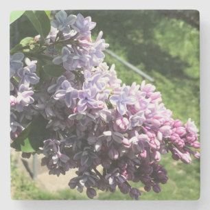 Lilacs in Family Park Stone Coaster