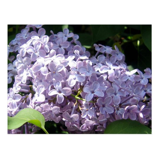 Lilacs in Full Bloom Postcard