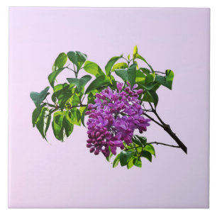 Lilacs Just Opening Ceramic Tile