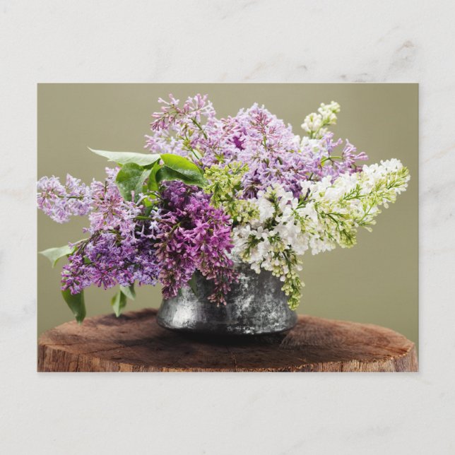 lilacs postcard (Front)