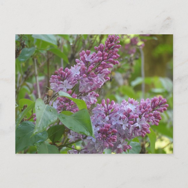 Lilacs Postcard (Front)
