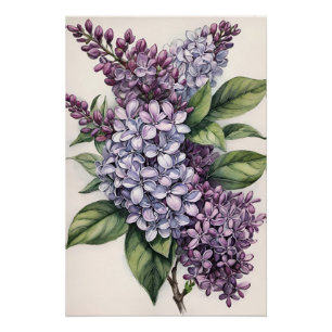 Lilacs Purple Lilac Bush Illustration              Poster