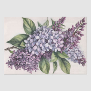 Lilacs Purple Lilac Bush Illustration              Tissue Paper