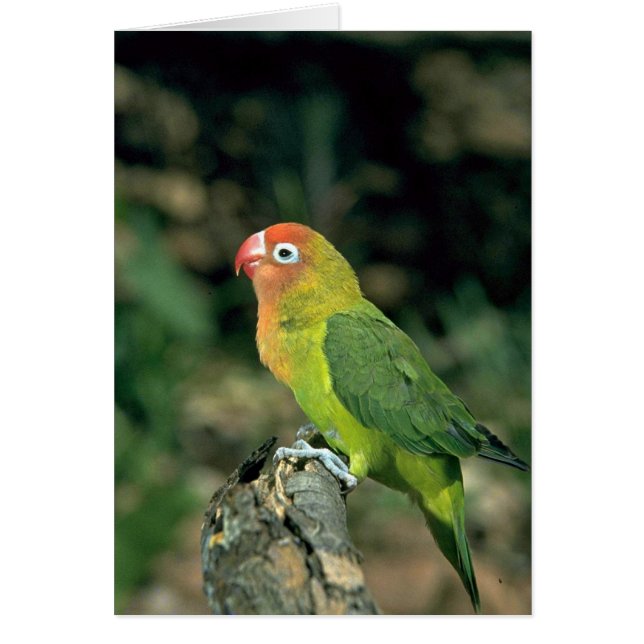 Lilians Lovebird (Front)