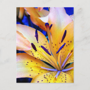 LilienArt Postcard