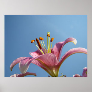 LILIES Art Prints Canvas Framed Pink Lily Flowers