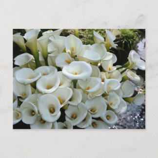 Lilies at Calla Lily Plantation, Taiwan Postcard