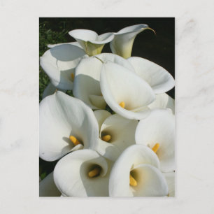 Lilies at Calla Lily Plantation, Taiwan Postcard