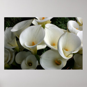 Lilies at Calla Lily Plantation, Taiwan Poster