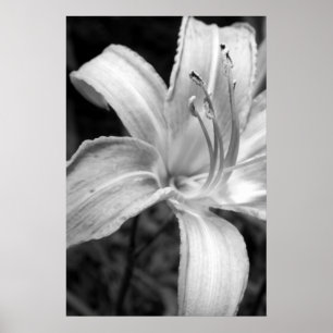 lilies bw poster