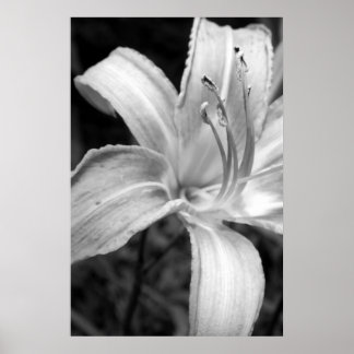 lilies bw poster