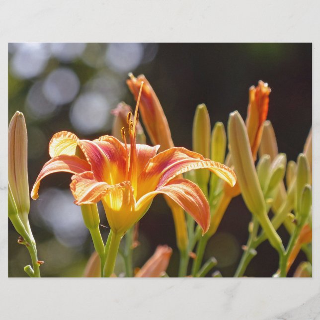 Lilies in the Sunshine (Front)