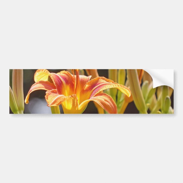 Lilies in the Sunshine Bumper Sticker (Front)