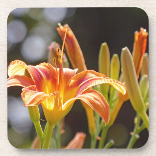 Lilies in the Sunshine Coaster