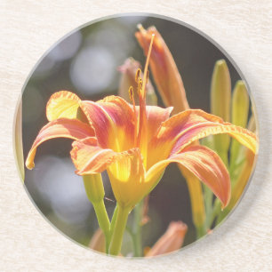 Lilies in the Sunshine Coaster