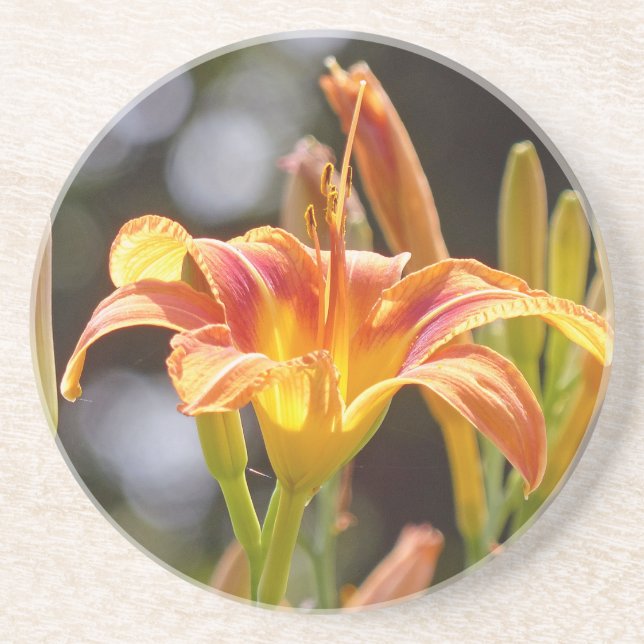 Lilies in the Sunshine Coaster (Front)