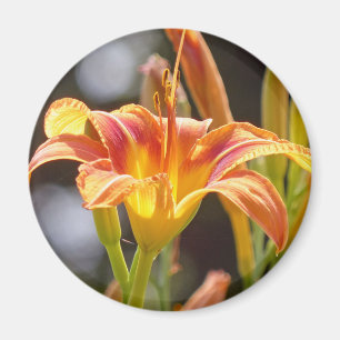 Lilies in the Sunshine Magnet