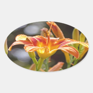 Lilies in the Sunshine Oval Sticker