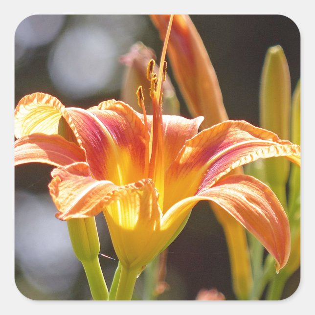 Lilies in the Sunshine Square Sticker (Front)