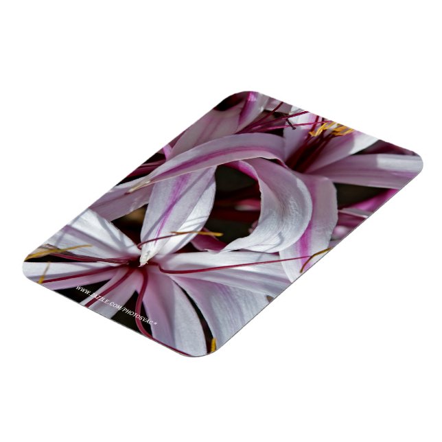 Lilies Magnet (Left Side)