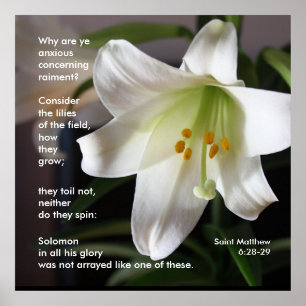 Lilies of the Field - Poster