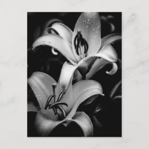 Lilies Postcard