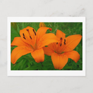 Lilies Postcard