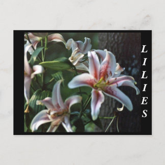 LILIES POSTCARD
