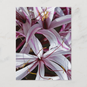 Lilies Postcard