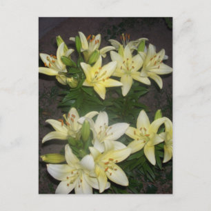Lilies Postcard