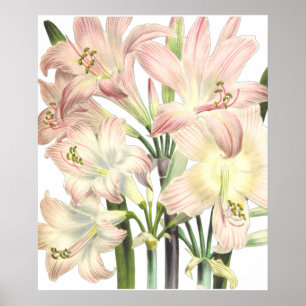 Lilies Print by Pierre-Joseph Redouté