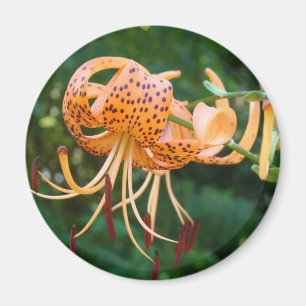 LILIES Tiger Lily FLOWERS MAGNET MAGNETS Gifts