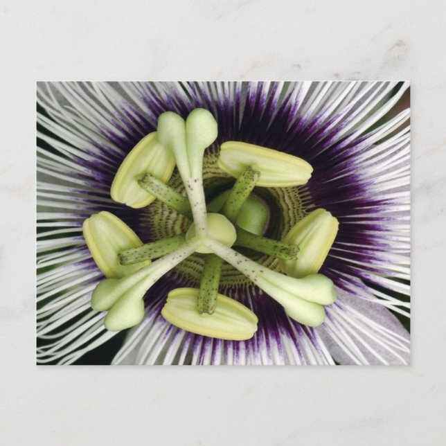 Lilikoi Flower Postcard (Front)