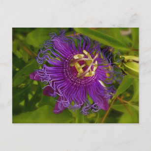 Lilikoi or Passion Flower Postcard