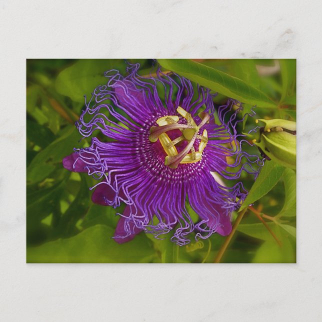 Lilikoi or Passion Flower Postcard (Front)