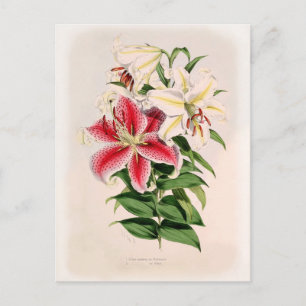 Lilium auratum postcard
