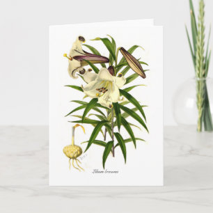 Lilium brownii card