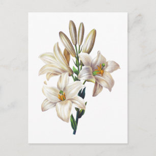 Lilium Candidum or Madonna Lily By Redoute Postcard