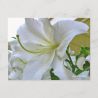 Lilium ‘Casa Blanca’  [Postcard] ポストカード