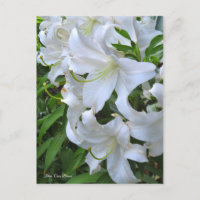 Lilium ‘Casa Blanca’  [Postcard] ポストカード